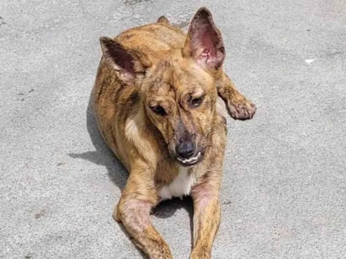 Cachorro ra a Srd  idade 7 a 11 meses nome Ross e Mônica 
