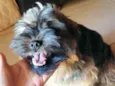 Pipoca
