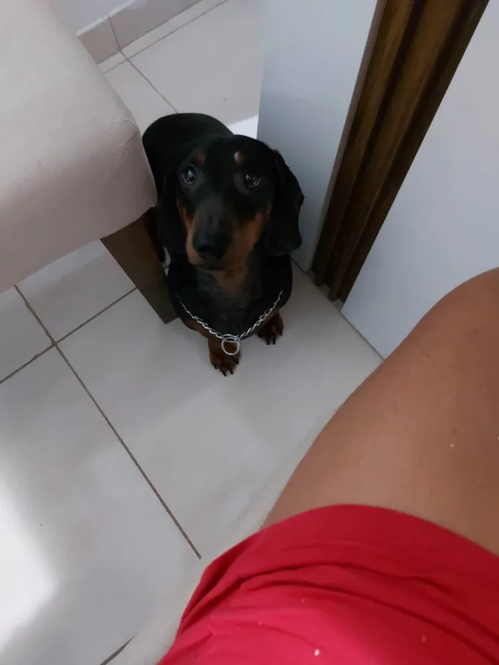 Cachorro raça Danschund (salsichinha) idade 6 ou mais anos nome Thor