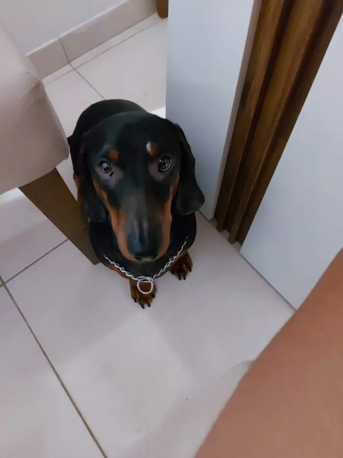 Cachorro raça Danschund (salsichinha) idade 6 ou mais anos nome Thor