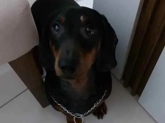 Cachorro raça Danschund (salsichinha) idade 6 ou mais anos nome Thor