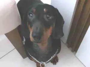 Cachorro raça Danschund (salsichinha) idade 6 ou mais anos nome Thor