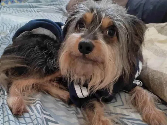 Cachorro ra a Não definida idade 2 anos nome Elvis