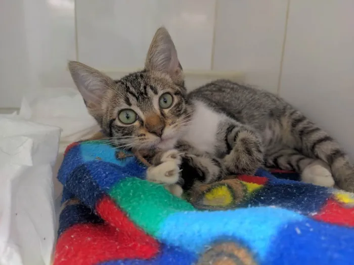 Gato ra a srd idade 2 a 6 meses nome Filhota