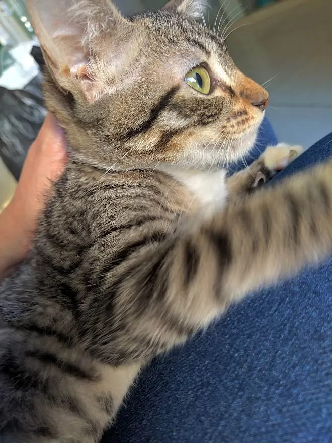 Gato ra a srd idade 2 a 6 meses nome Filhota