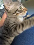 Filhota