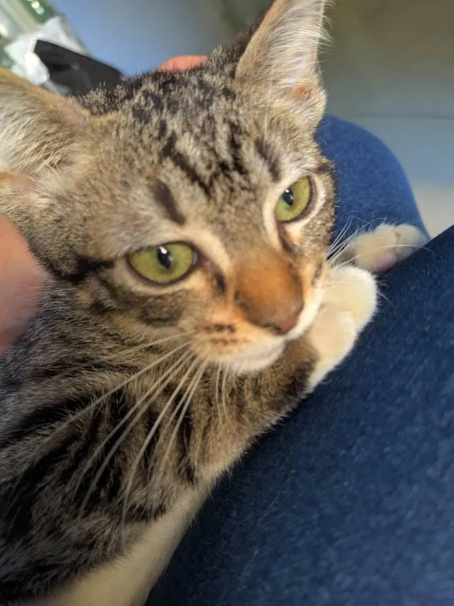 Gato ra a srd idade 2 a 6 meses nome Filhota
