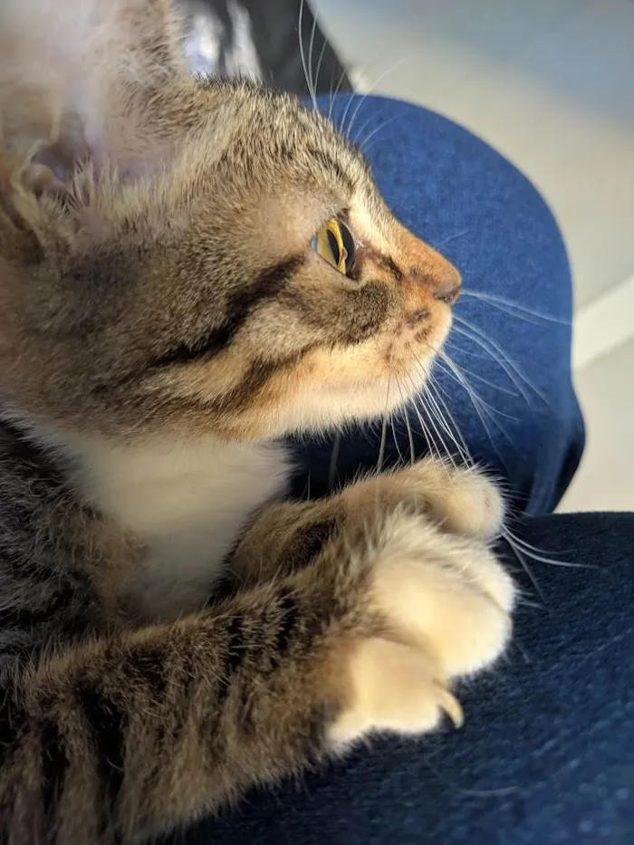 Gato ra a srd idade 2 a 6 meses nome Filhota