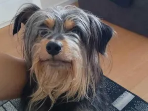 Cachorro raça Não definida idade 2 anos nome Elvis