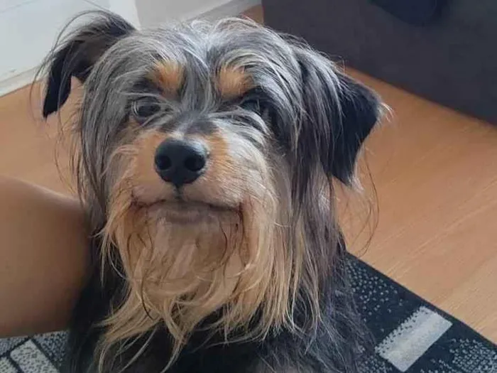 Cachorro ra a Não definida idade 2 anos nome Elvis