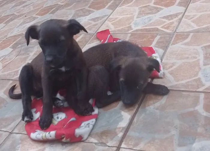 Cachorro ra a Labrador com vira lata  idade 2 a 6 meses nome Lili