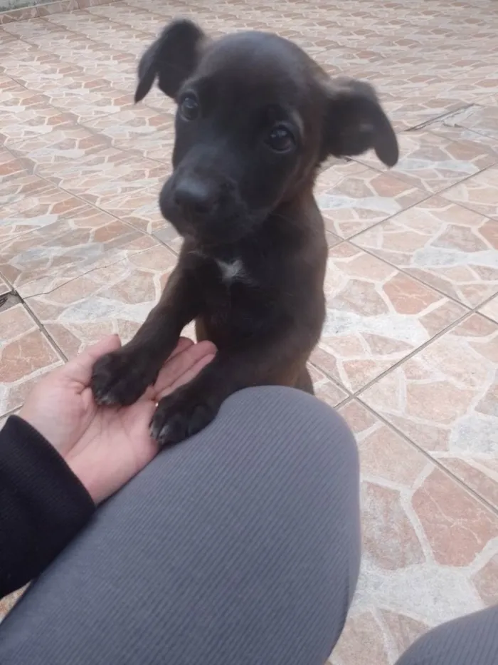 Cachorro ra a Labrador com vira lata  idade 2 a 6 meses nome Lili