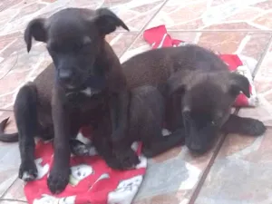 Cachorro raça Labrador com vira lata  idade 2 a 6 meses nome Lili