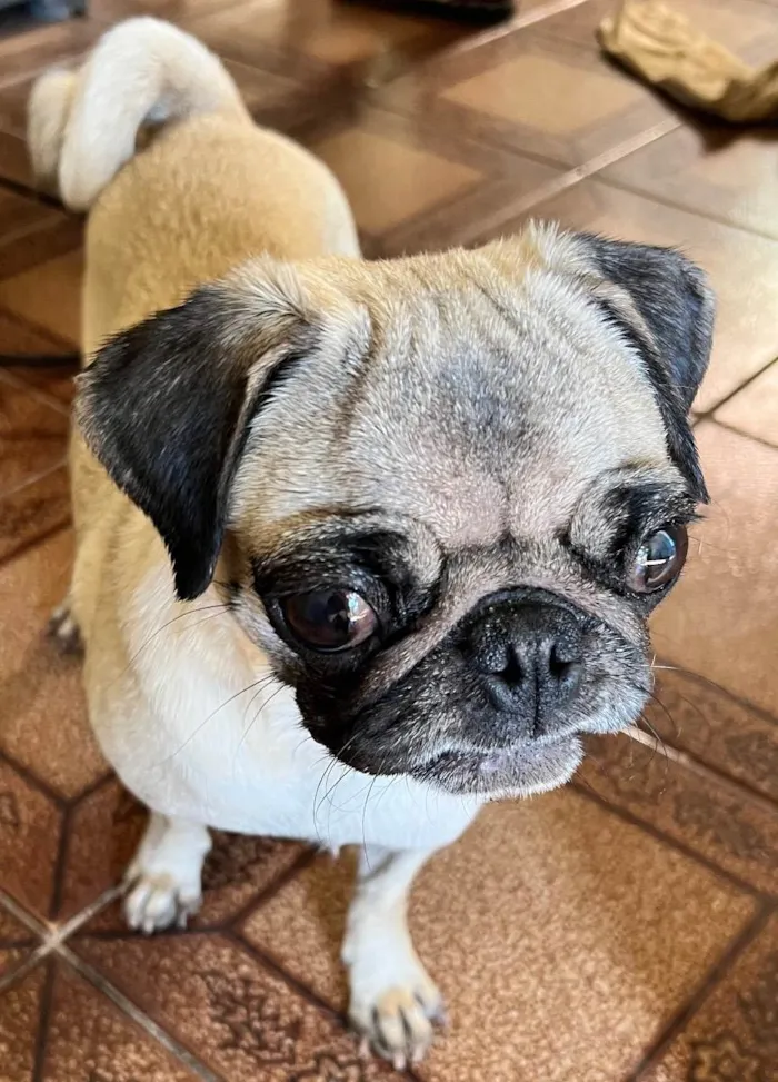 Cachorro ra a Pug idade 3 anos nome Sem Nome 