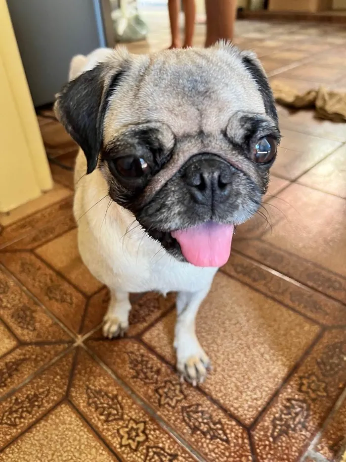 Cachorro ra a Pug idade 3 anos nome Sem Nome 