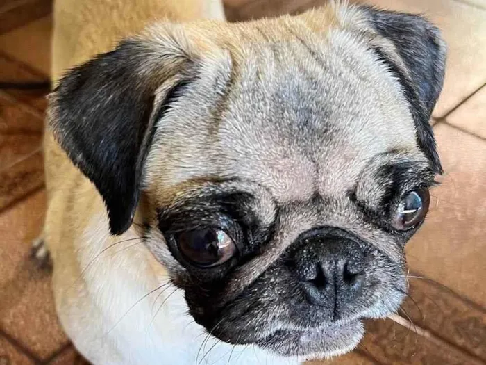 Cachorro ra a Pug idade 3 anos nome Sem Nome 