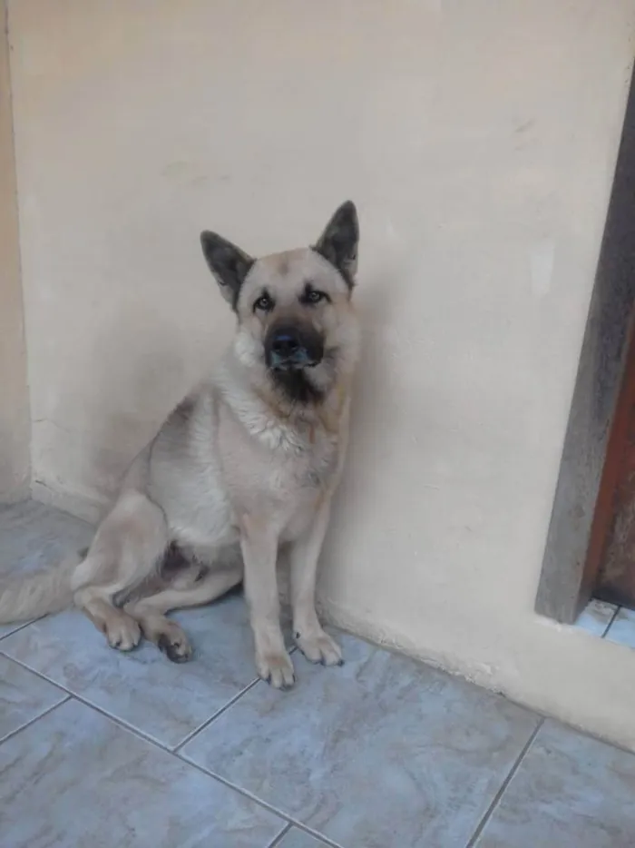 Cachorro ra a Pastor Alemão Cinza idade 4 anos nome kanemann