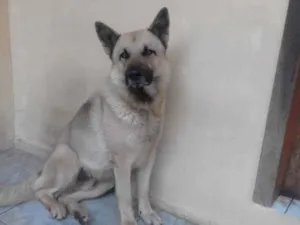 Cachorro raça Pastor Alemão Cinza idade 4 anos nome kanemann