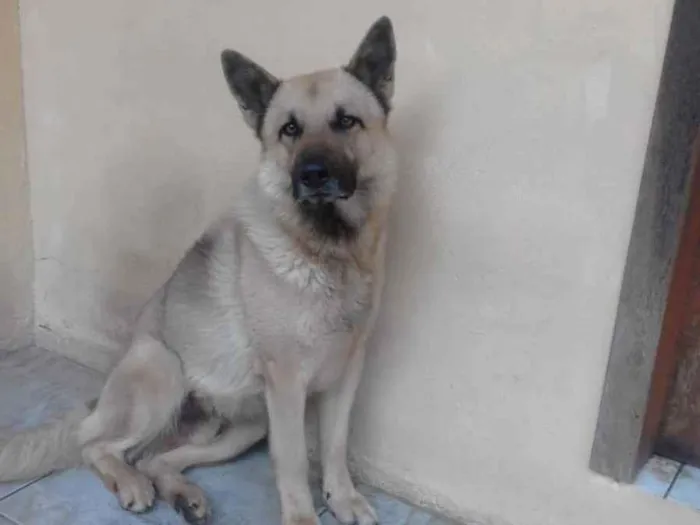 Cachorro ra a Pastor Alemão Cinza idade 4 anos nome kanemann