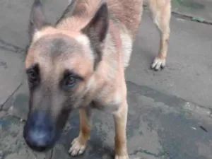 Cachorro raça Pastor Belga Malinois idade 3 anos nome Geromel