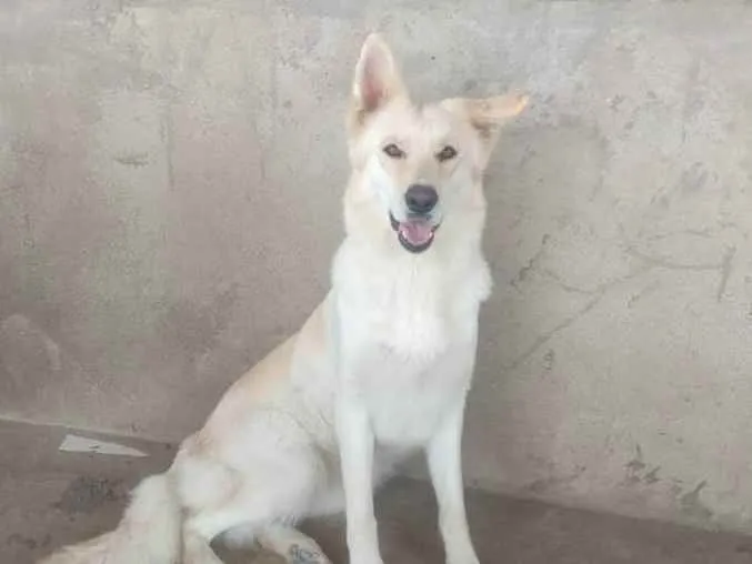 Cachorro raça Pastor alemão branco idade 3 anos nome Poli