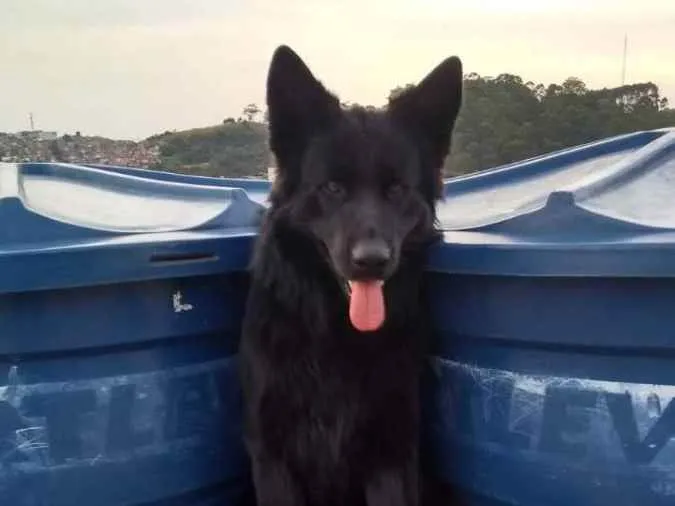 Cachorro raça Pastor alemão preto idade 3 anos nome Bruce