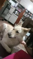 Cachorro raça Pastor alemão branco idade 3 anos nome Poli