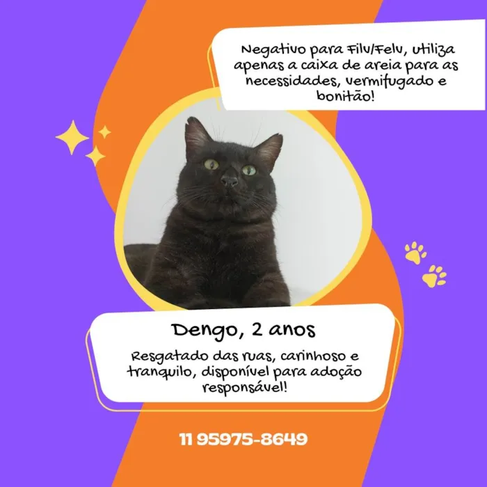 Gato ra a SRD idade 2 anos nome Dengo