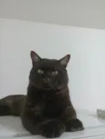 Dengo