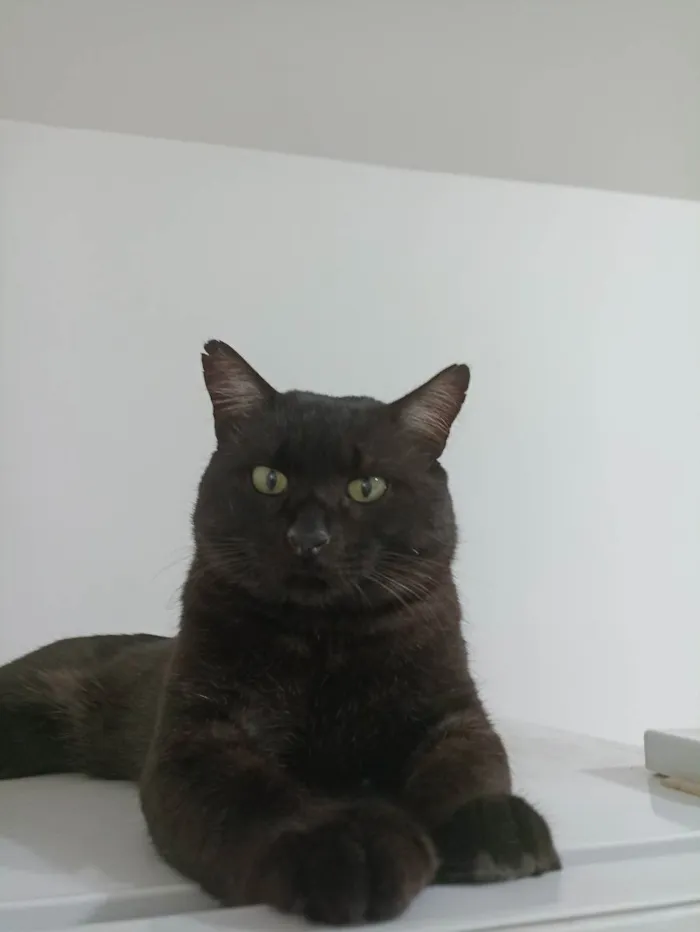 Gato ra a SRD idade 2 anos nome Dengo