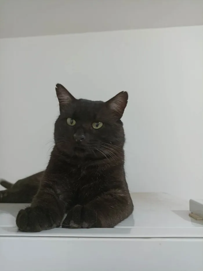 Gato ra a SRD idade 2 anos nome Dengo