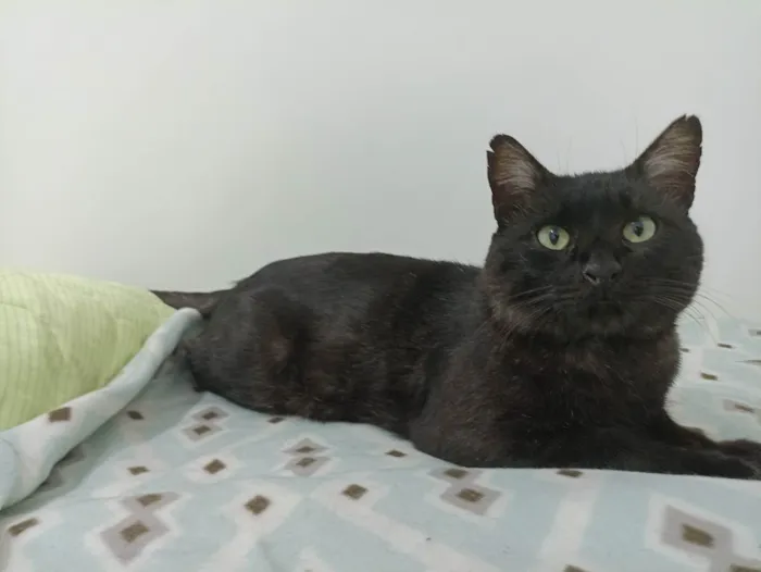 Gato ra a SRD idade 2 anos nome Dengo