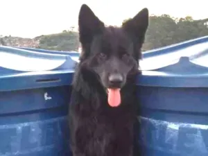 Cachorro raça Pastor alemão preto idade 3 anos nome Bruce