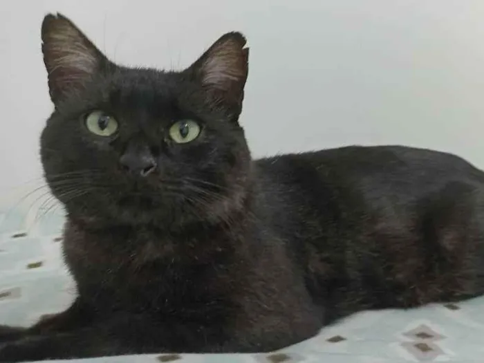 Gato ra a SRD idade 2 anos nome Dengo