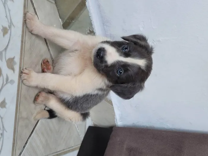 Cachorro raça Indefinida  idade 2 a 6 meses nome Sem nome 
