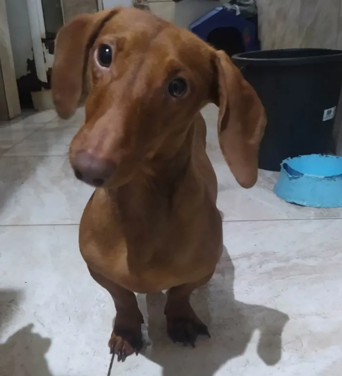 Cachorro ra a Basset idade 1 ano nome Caramelo