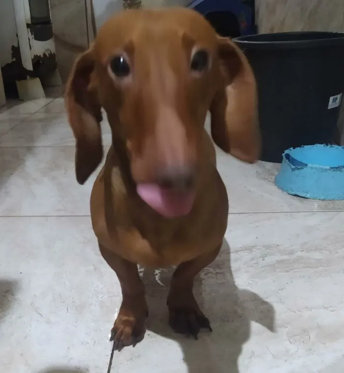 Cachorro ra a Basset idade 1 ano nome Caramelo