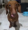 Caramelo