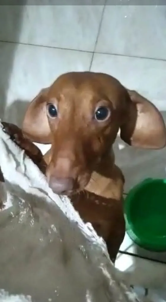 Cachorro ra a Basset idade 1 ano nome Caramelo