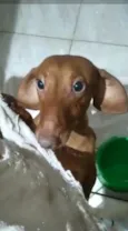 Caramelo