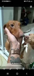 Caramelo