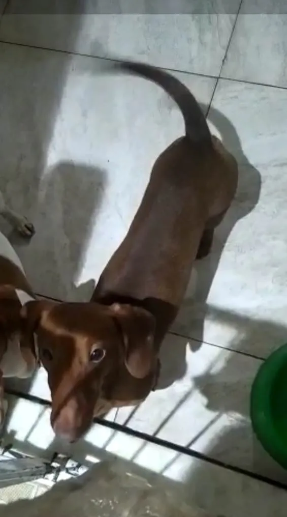 Cachorro ra a Basset idade 1 ano nome Caramelo