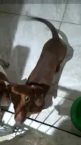 Caramelo