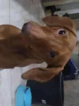 Caramelo
