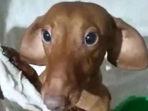 Cachorro ra a Basset idade 1 ano nome Caramelo