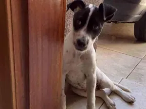 Cachorro raça SRD idade 2 a 6 meses nome Panda