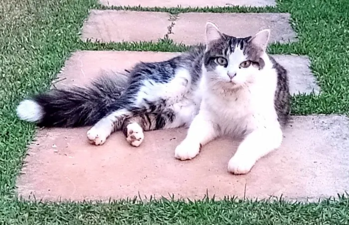 Gato raça Srd idade 1 ano nome Pompom