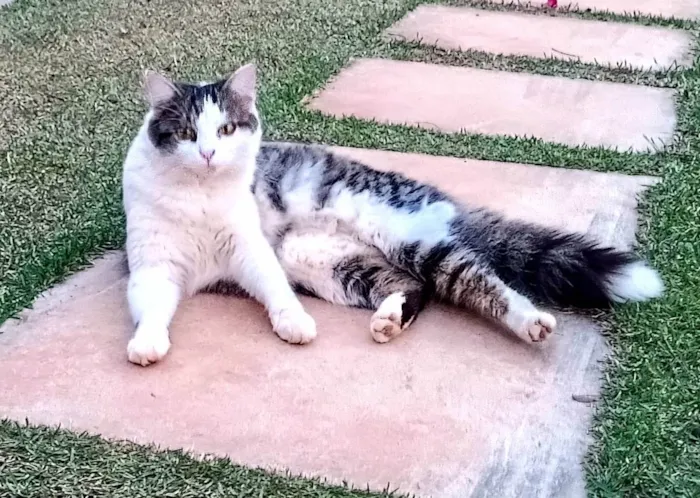 Gato raça Srd idade 1 ano nome Pompom