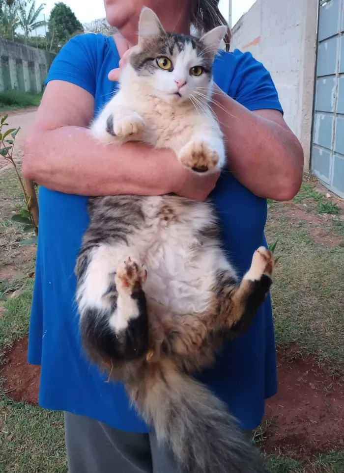 Gato raça Srd idade 1 ano nome Pompom