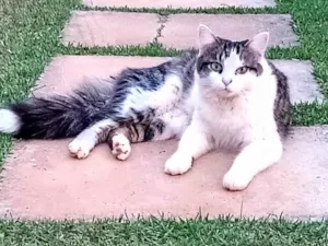 Gato raça Srd idade 1 ano nome Pompom
